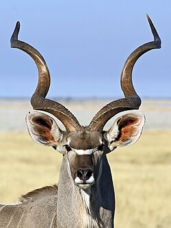 Kudu besar (Tragelaphus strepsiceros)