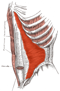 Transversus abdominis strengthening can prevent a catch in your back