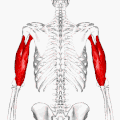 Triceps brachii muscle - animation01.gif