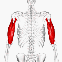 Triceps brachii muscle - animation01.gif