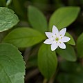 ツマトリソウ Trientalis europaea