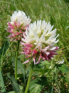 <i>Trifolium ambiguum</i> Species of plant in the genus Trifolium