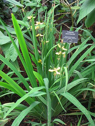 <i>Trimezia steyermarkii</i> Species of flowering plant