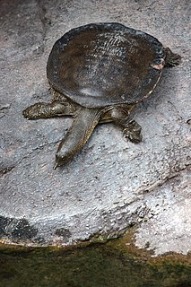 <span class="mw-page-title-main">African softshell turtle</span> Species of turtle