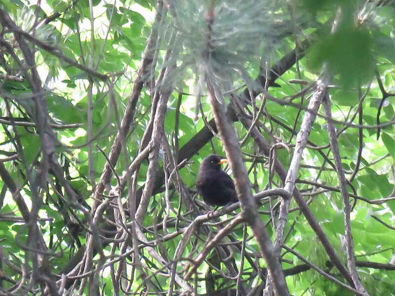 File:Turdus merula, Nis, Serbia 01.jpg