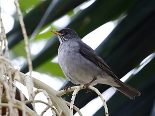 <span class="mw-page-title-main">Blacksmith thrush</span> Species of bird