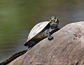 4 kleine Schildkröte