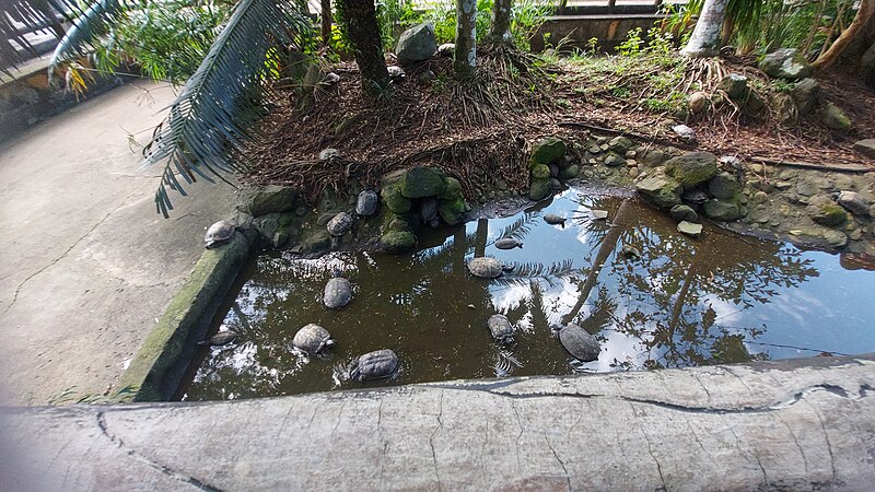 File:Turtles at Albay Park and Wildlife.jpg