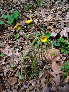 Tussilago farfara Habitus Habitus