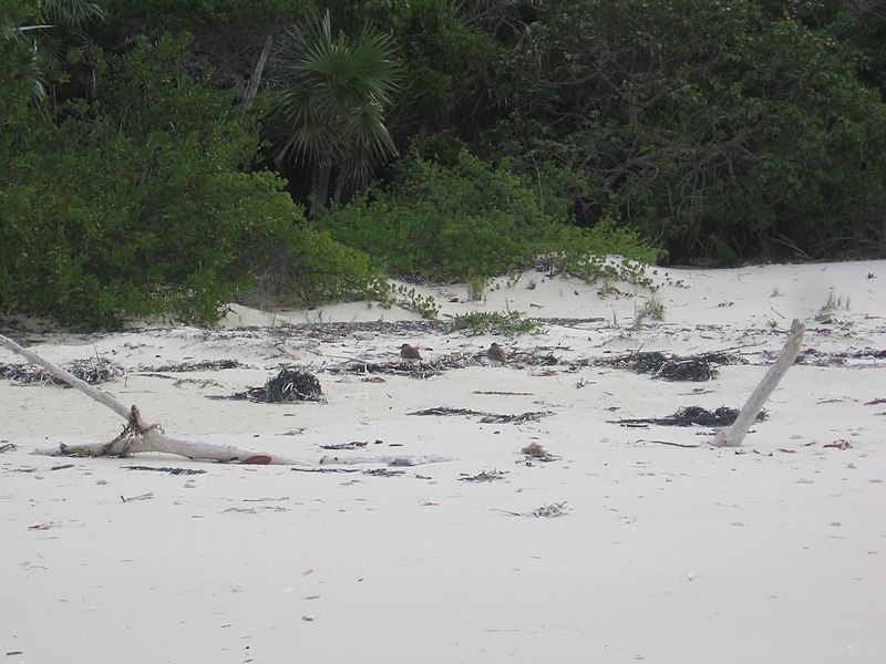 File:Two Wilson’s Plovers roosting in wrack line (6771667431).jpg