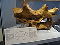 Uintatherium anceps skull.