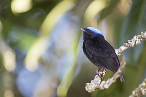 Uirapuru-de-chapéu-azul, Blue-crowned Manakin (Lepidothrix coronata).jpg