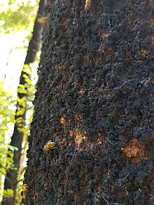 Ультракоэлостоманың ассимиляциясы (Sooty Beech Scale) .jpg