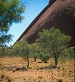Uluru - Ayers Rock - Northern Territory