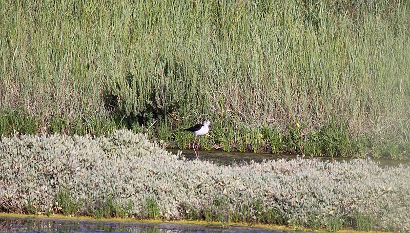 File:Une échasse blanche (13).JPG