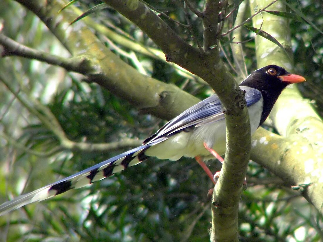 Red-billed blue magpie