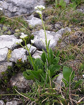 Resmin açıklaması Valeriana saxatilis 2006.06.27 11.17.58-p6270149.jpg.