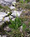 Valeriana: Descrición, Taxonomía, Especies máis importantes