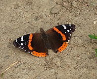 Papillon vulcain