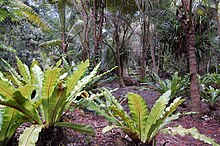 Une des plantations de vanille de Lifou, à Mucaweng.