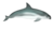 Vaquita swimming through the void. (Phocoena Sinus).png