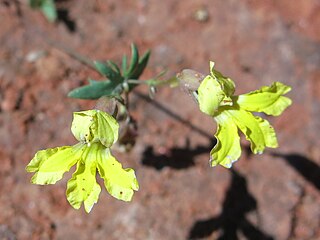 <i>Goodenia glabrata</i> Species of plant