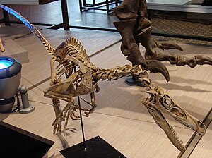 Velociraptor skeleton.jpg