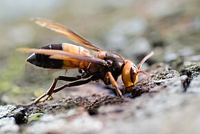 Beschreibung der Vespa Soror - Khao Yai Nationalpark (10915841495) .jpg Bild.