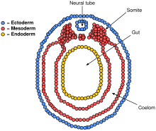 Cross section of a vertebrate embryo in the neurula stage Vetebrateembryo.svg