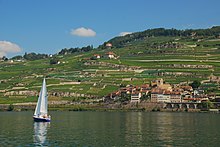 Lavaux vineyards at Saint-Saphorin Vinedos Cully-Lavaux.jpg