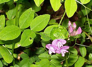 <center>Vicia dumetorum</center>