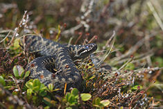 Vipera berus