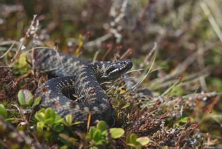 A common adder snake on a slope with mosses, grasses and other vegetation with half its body seen coiled in a figure of eight for striking.