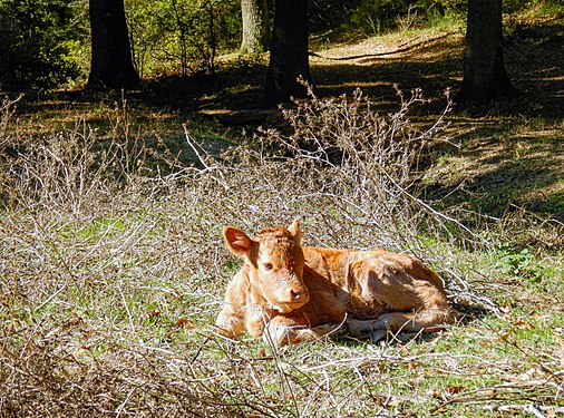 Vitellino a riposo all'interno del Bosco Macchia Grande di Manziana