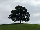 Čeština: Votický javor, památný strom č.105102 dle AOPK, ve Votice v okrese Benešov ve Středočeském kraji. English: Maple tree in Votice, Benešov District, Central Bohemian Region, Czech Republic.