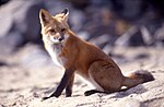 Vulpes vulpes assis.jpg