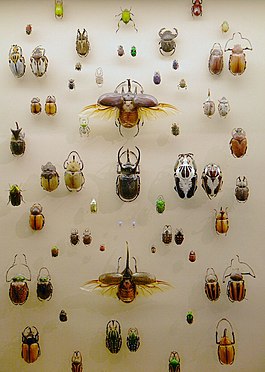 Tropik böcəklərin kolleksiyası (Viktoriya və Albert muzeyi)