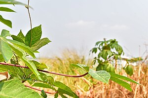 Végétation: La phytosociologie, Flore et végétation, Les relevés de végétation