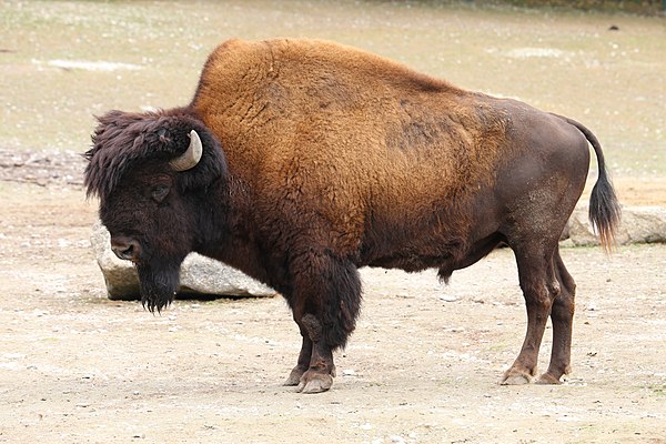 Image: Waldbison Bison bison athabascae Tierpark Hellabrunn 13