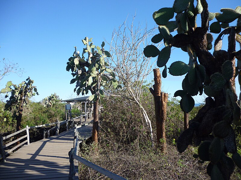 File:Walking trail at the Charles Darwin Research Station in the Galapagos photo by Alvaro Sevilla Design.JPG