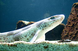 Waloseum Aquarium1.jpg