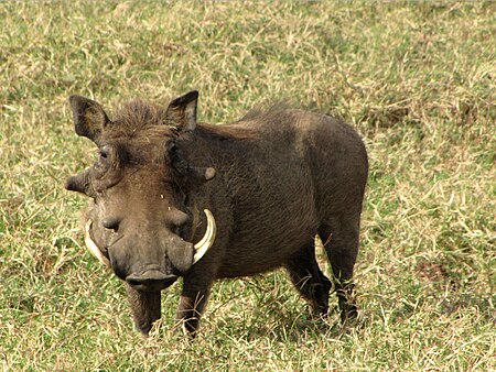 Tập_tin:Warthog,_male,_Serengeti.jpg