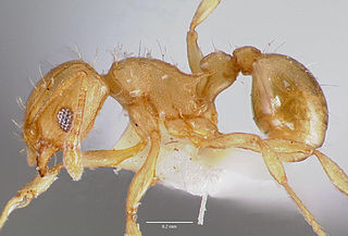 <i>Wasmannia</i> genus of insects