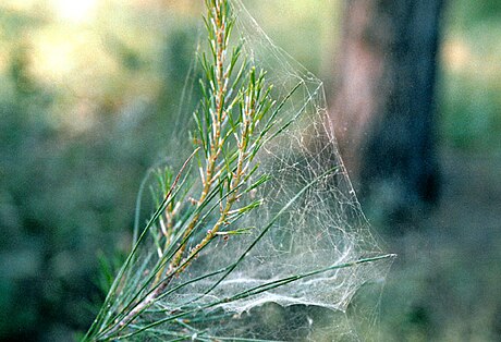 Angel hair (folklore)