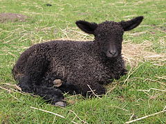 Овцы черного цвета. Уэнслидейл овцы. Черная овца. Черный ягненок. Маленький черный барашек.