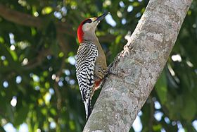 West Indian Woodpecker (Melanerpes superciliaris).jpg