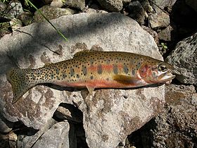 Uma truta-salmonada no Parque Nacional de Yellowstone, Estados Unidos.