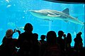Наблюдение за китами в Осакском аквариуме.jpg