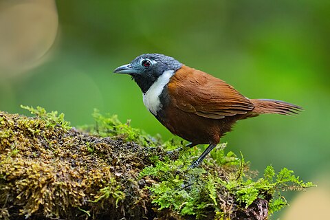 White-bibbed Babbler