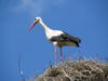 White Stork (Ciconia ciconia).jpg